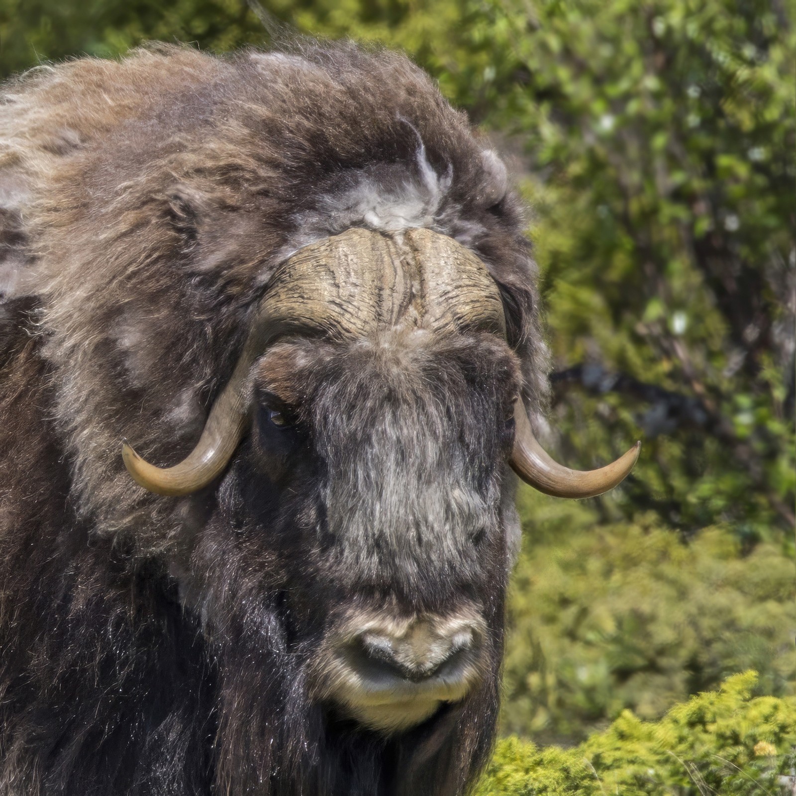 Musk Ox