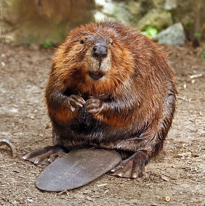 Beaver