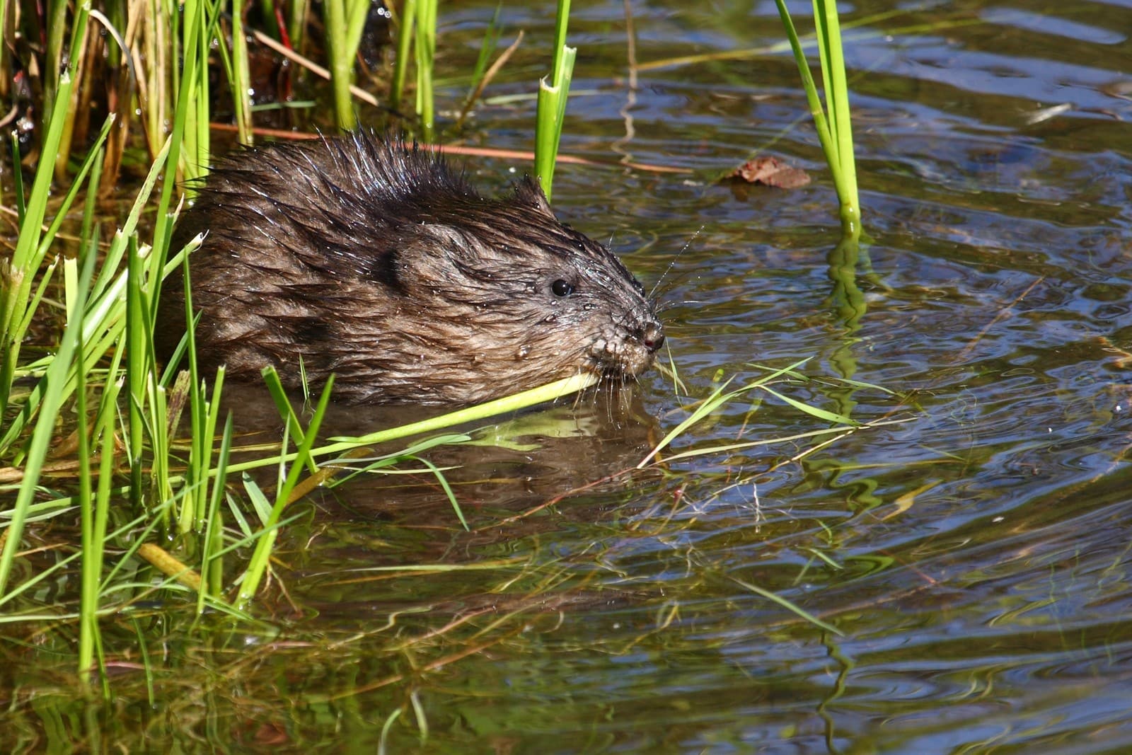 Muskrat