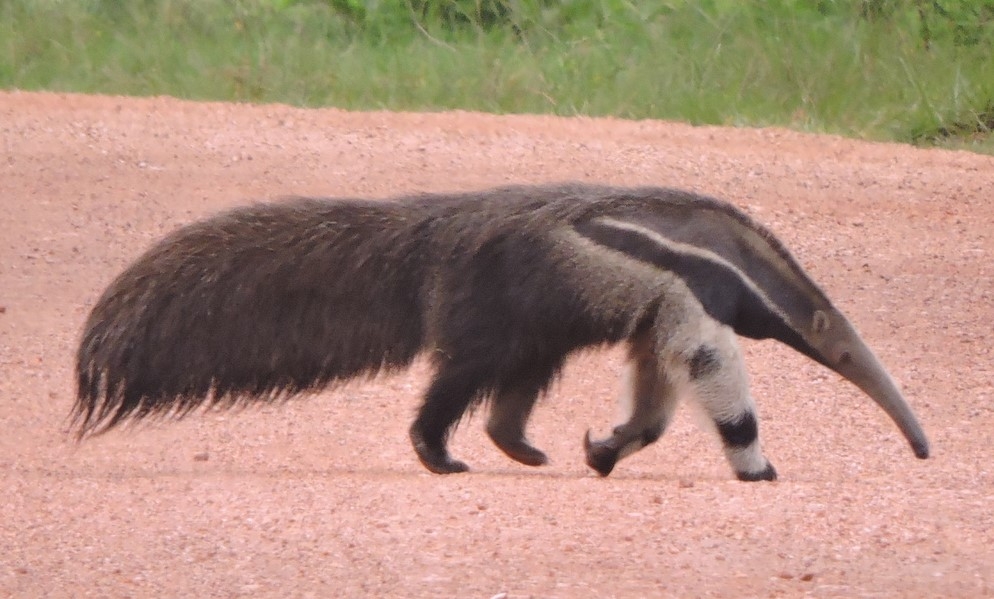 Anteater