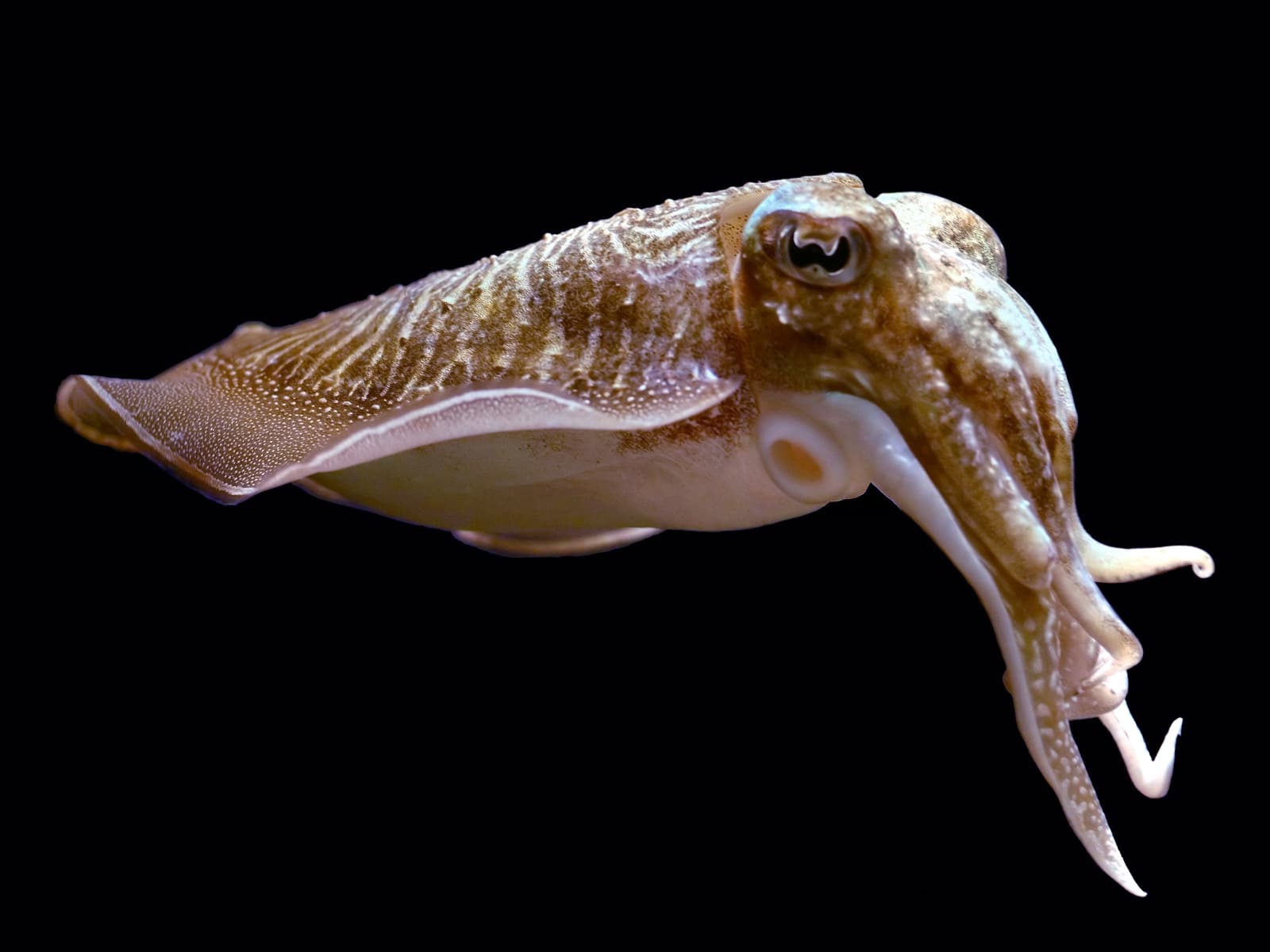 Cuttlefish