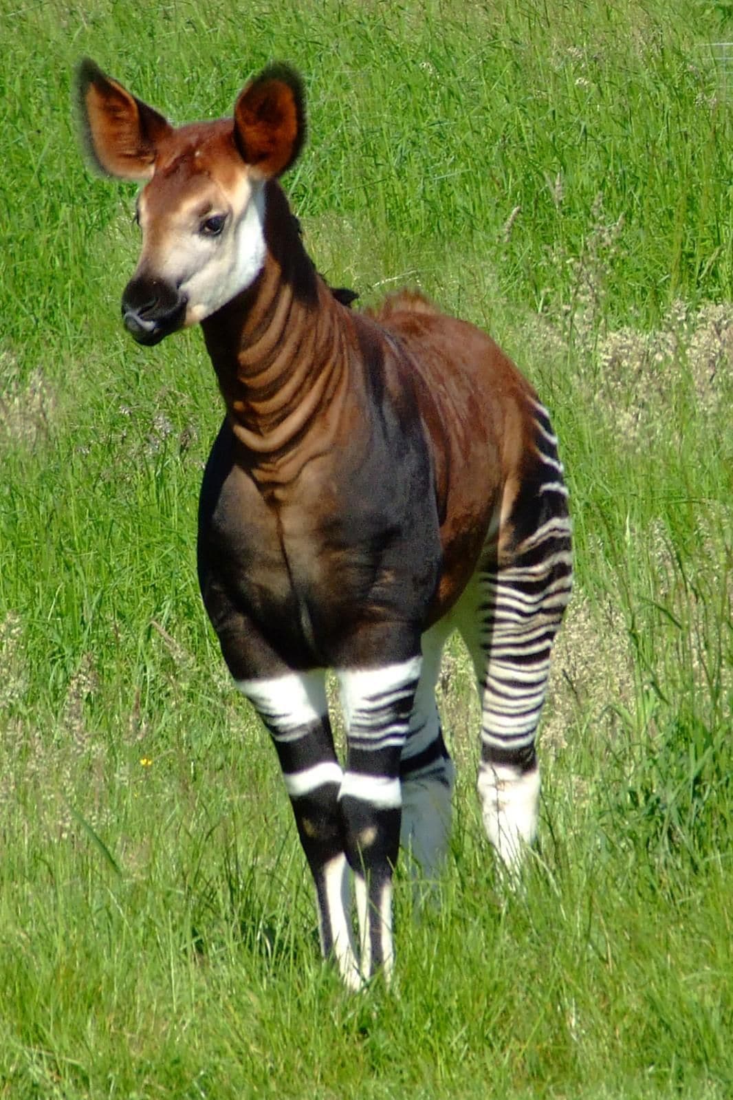 Okapi