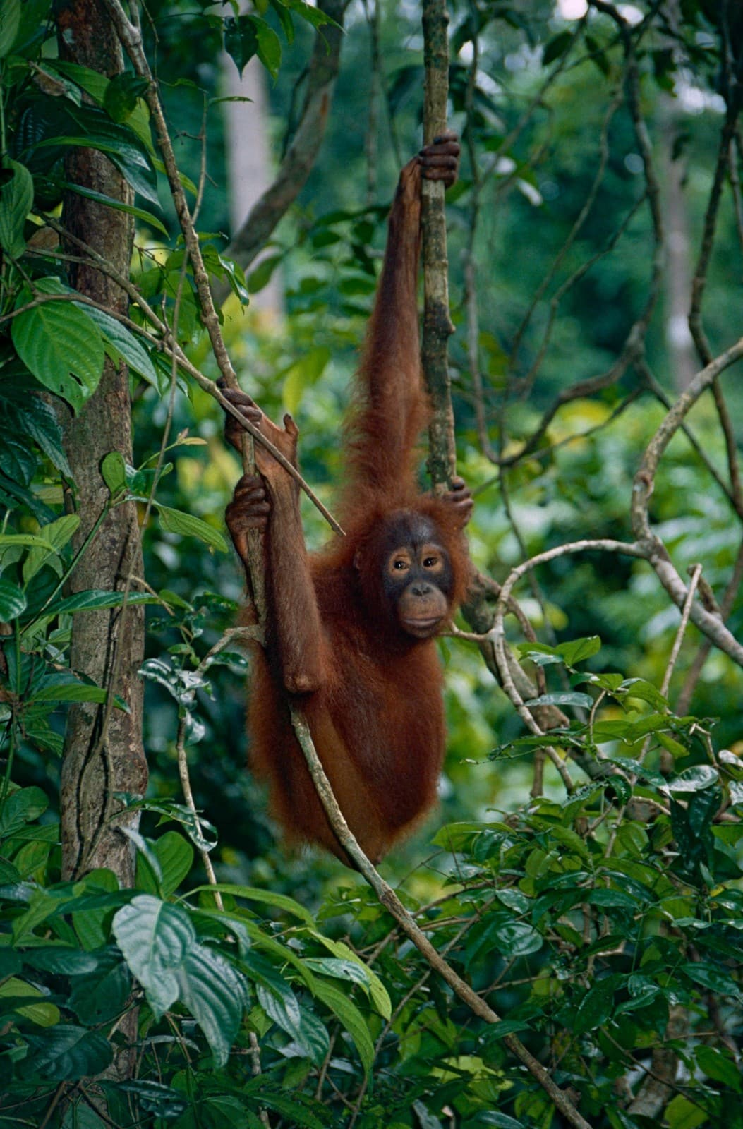 Orangutan