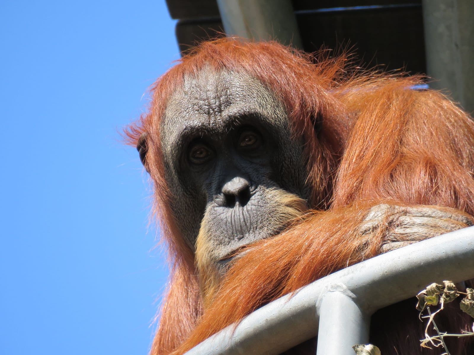 Orangutan