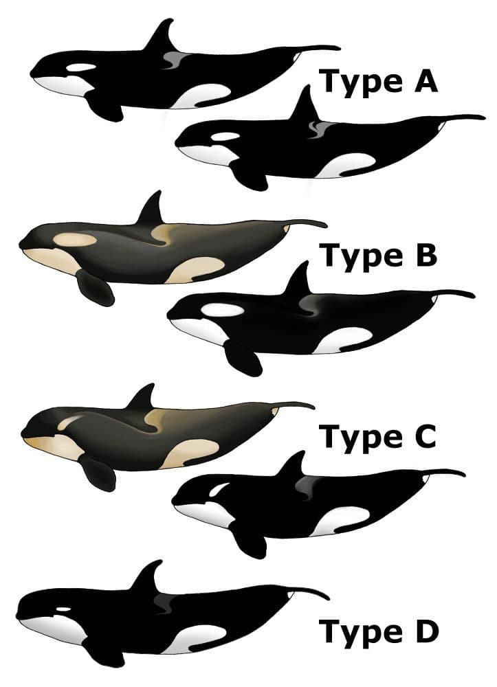 Orca