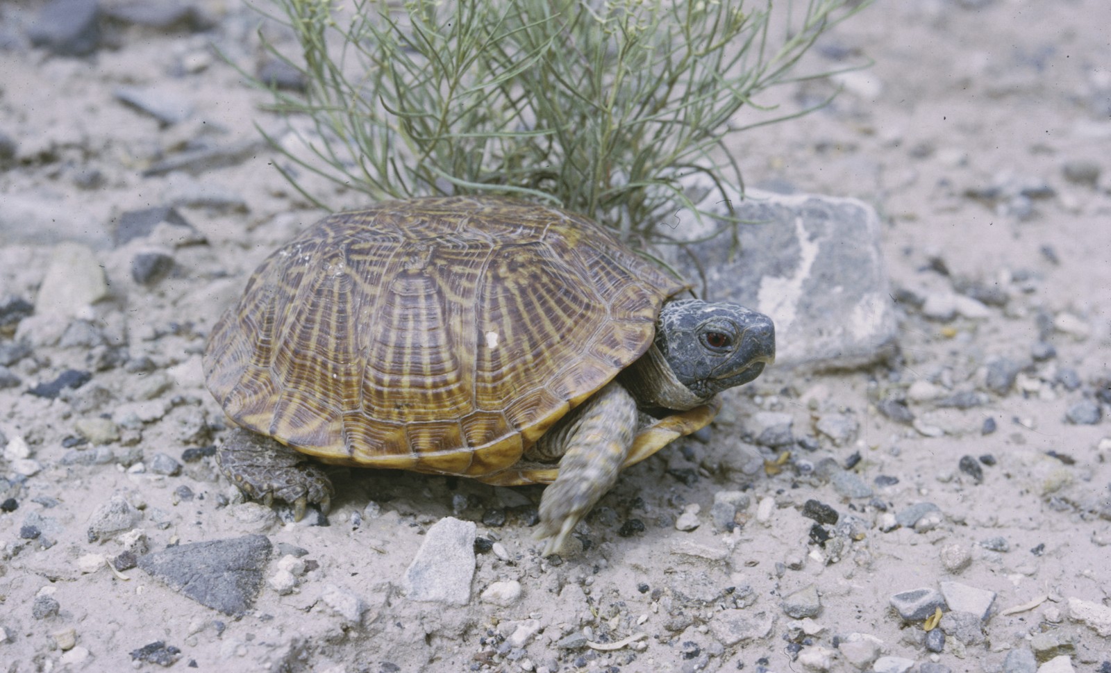 Desert Box Turtle