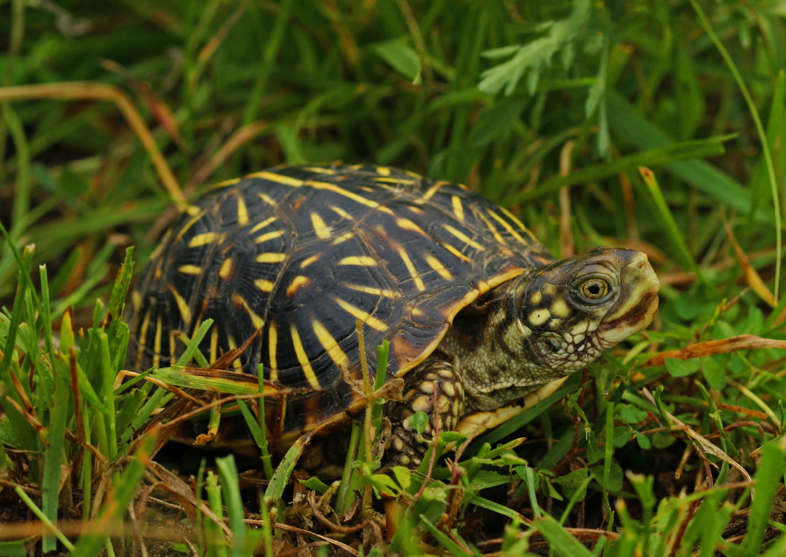 Ornate Box Turtle