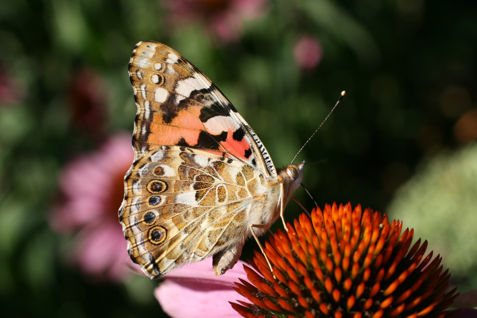 Painted Lady