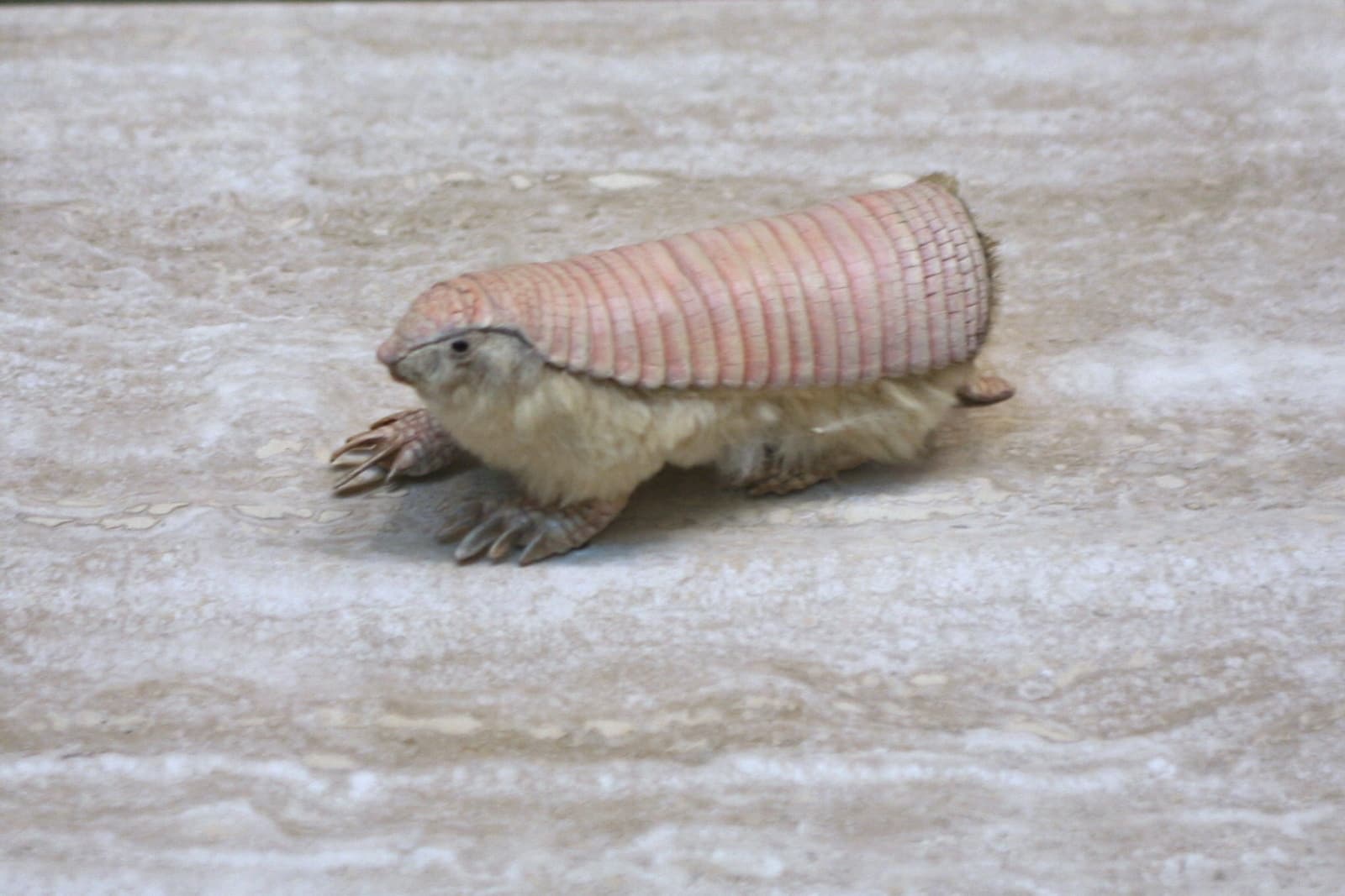 Armadillo