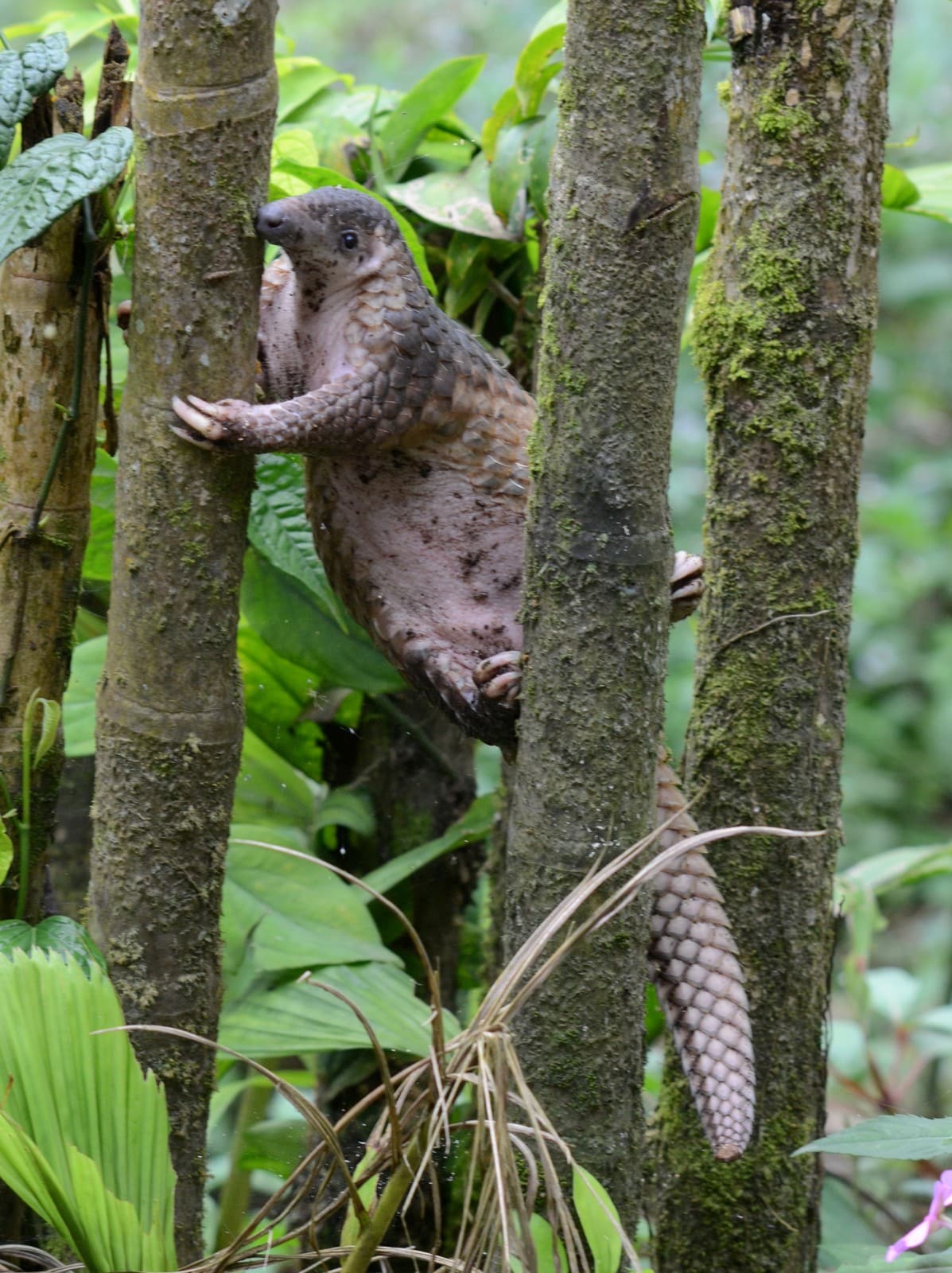 Pangolin