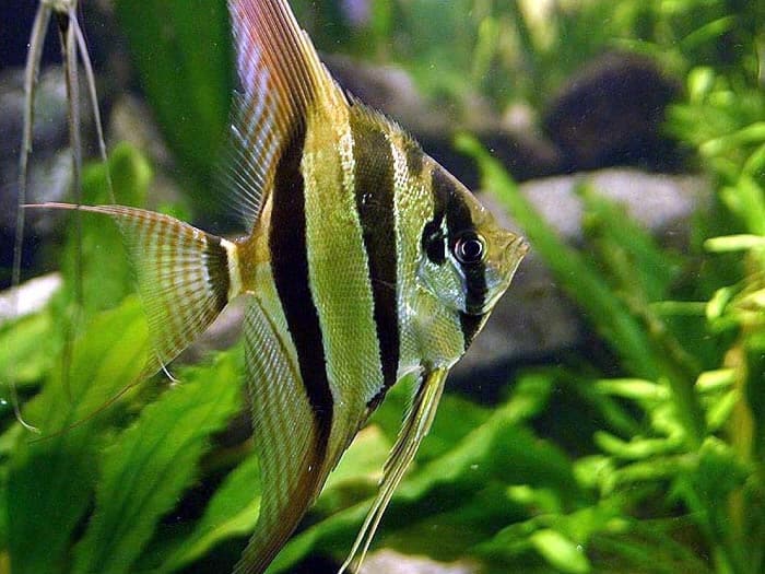 Angelfish