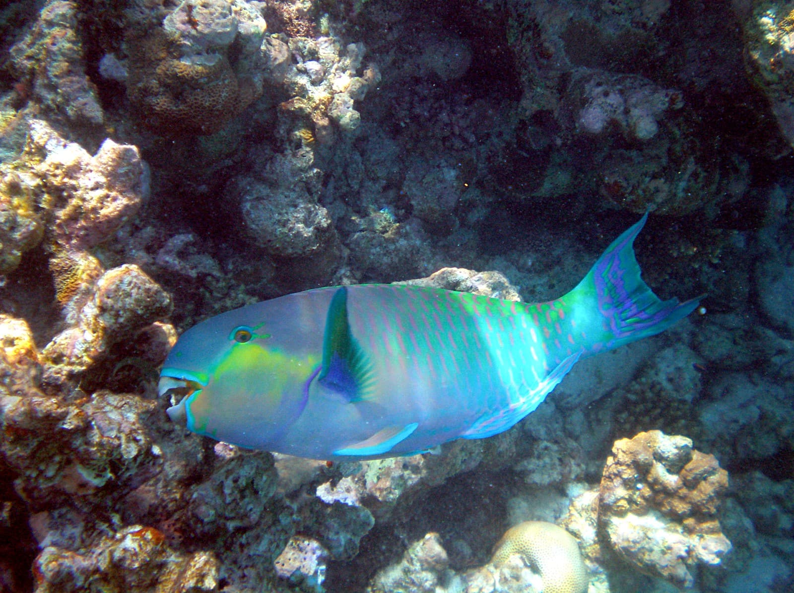 Parrotfish