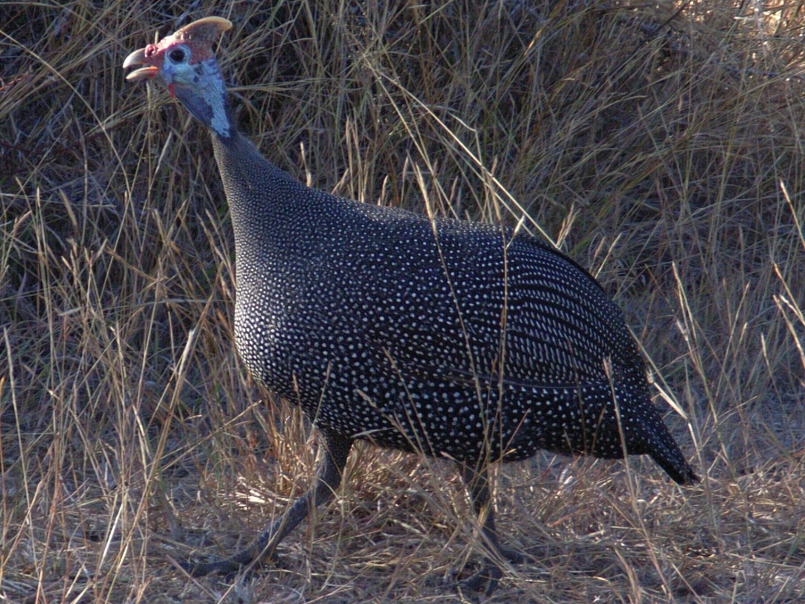 Guineafowl