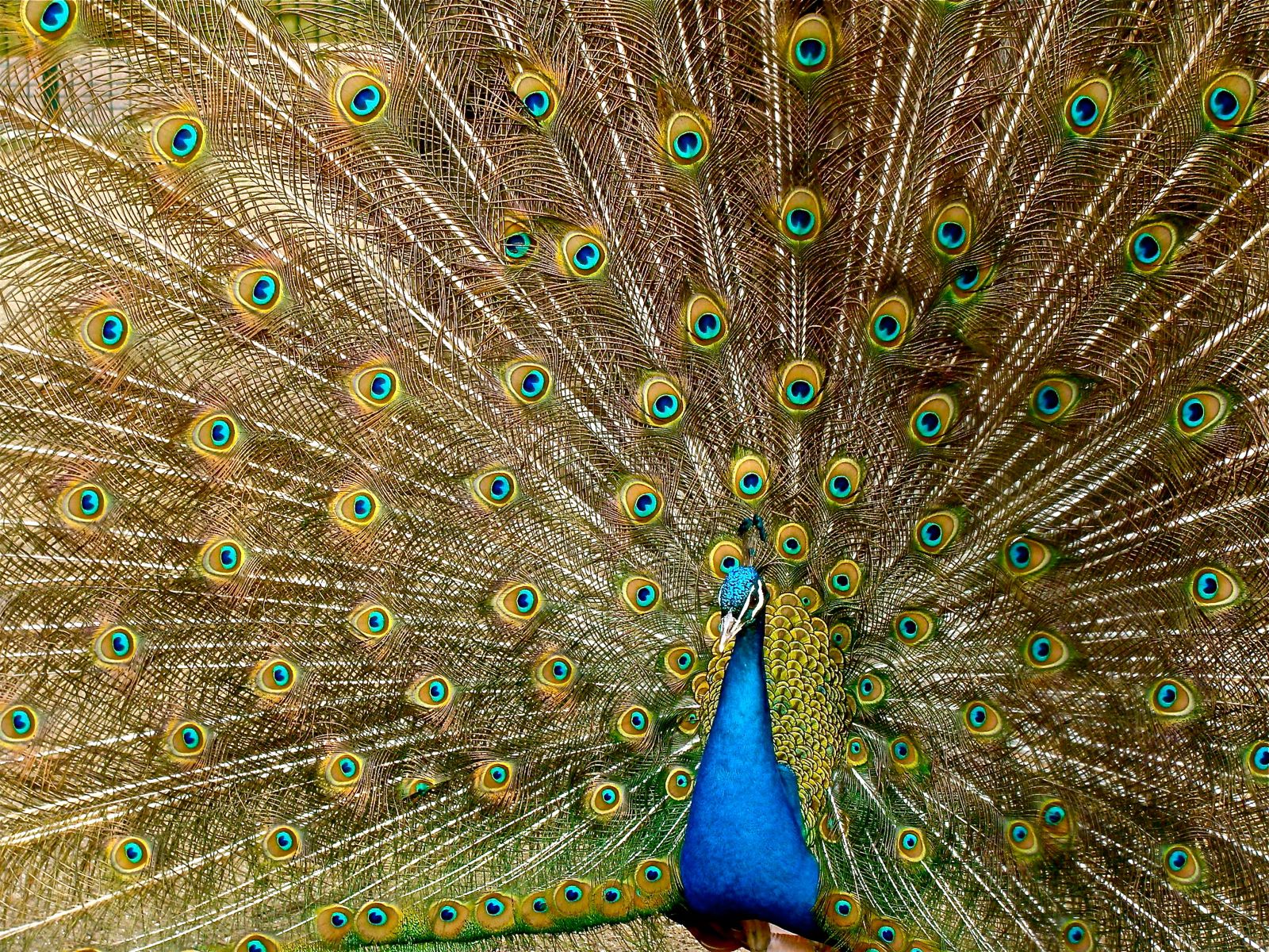 Peafowl