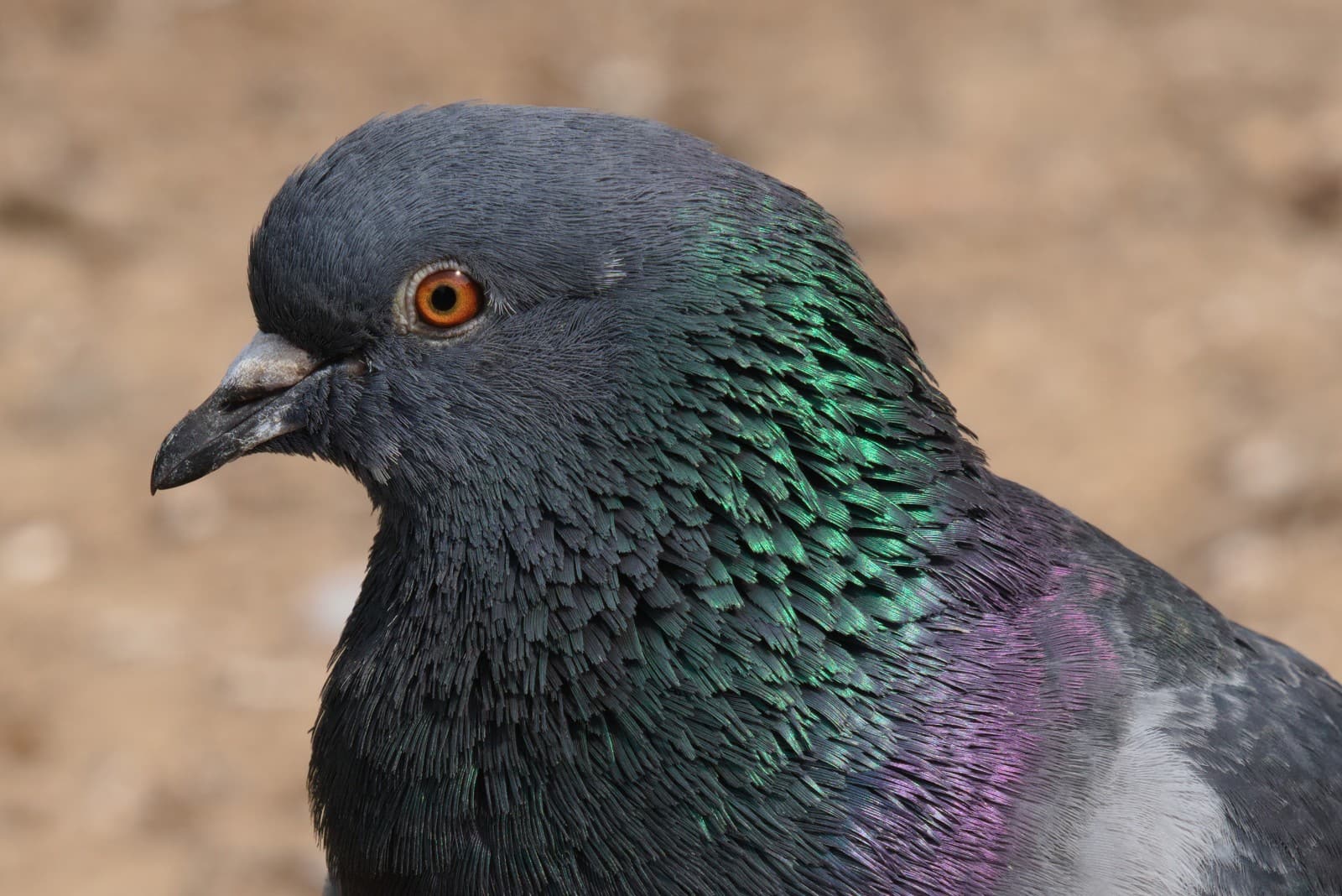 Pigeon