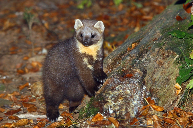 Pine Marten