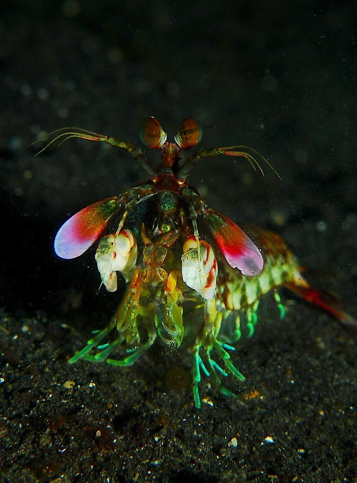 Mantis Shrimp