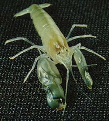 Pistol Shrimp