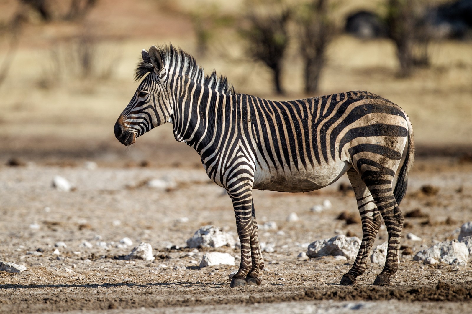 Mountain Zebra