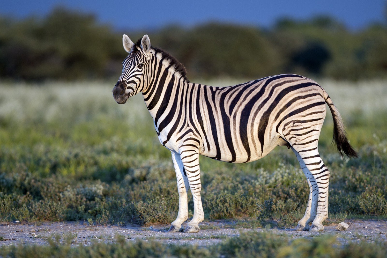 Plains Zebra