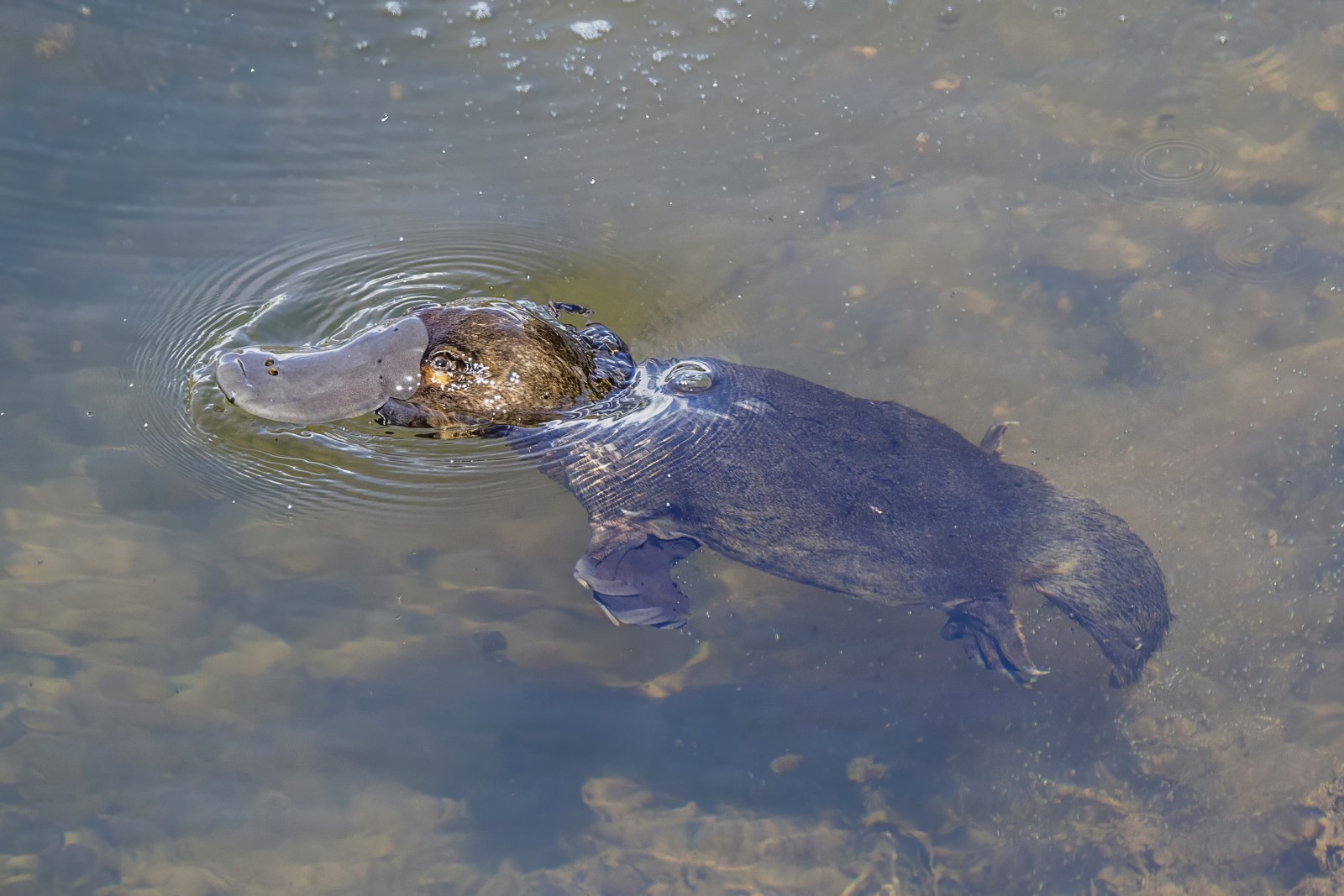 Platypus