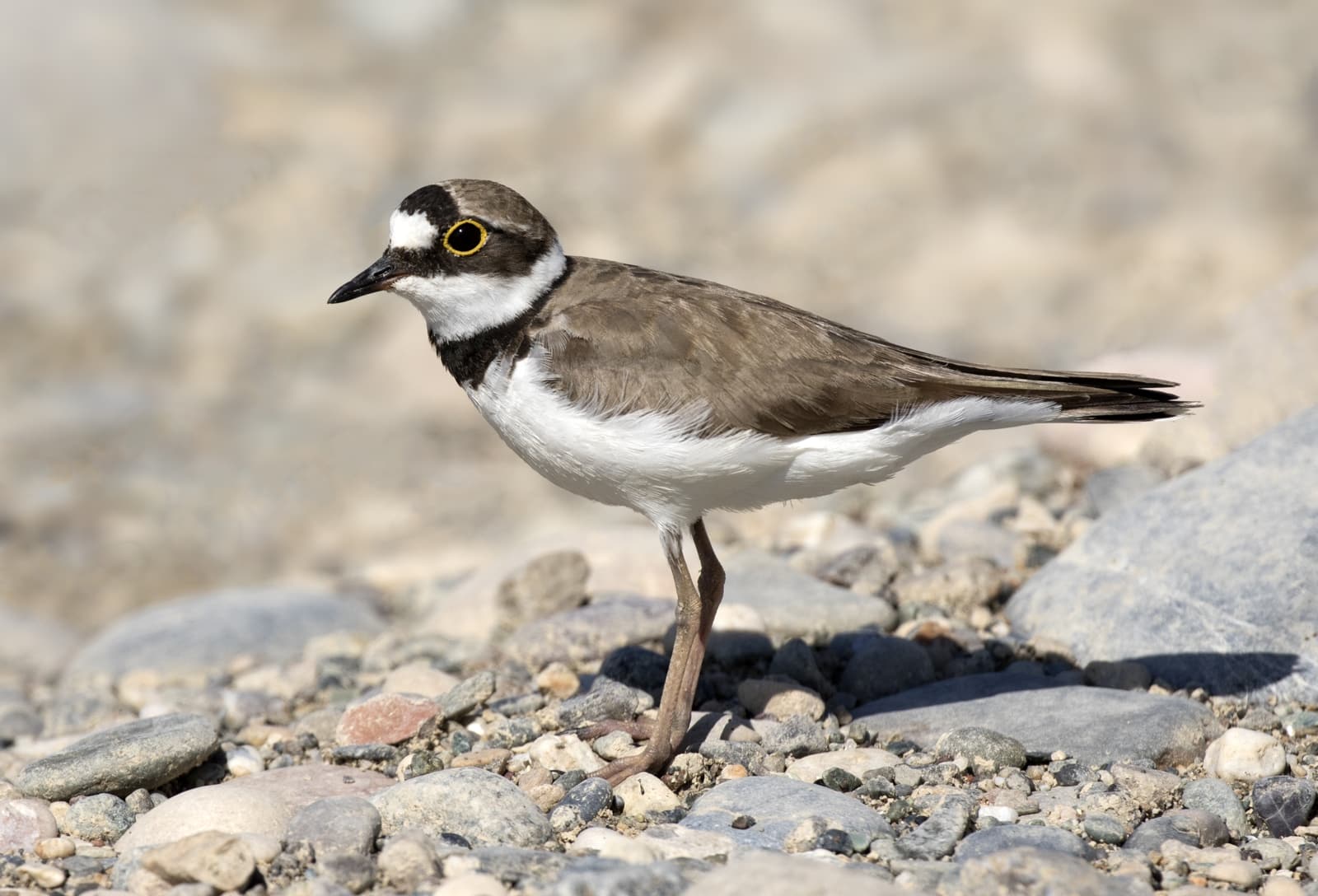 Plover