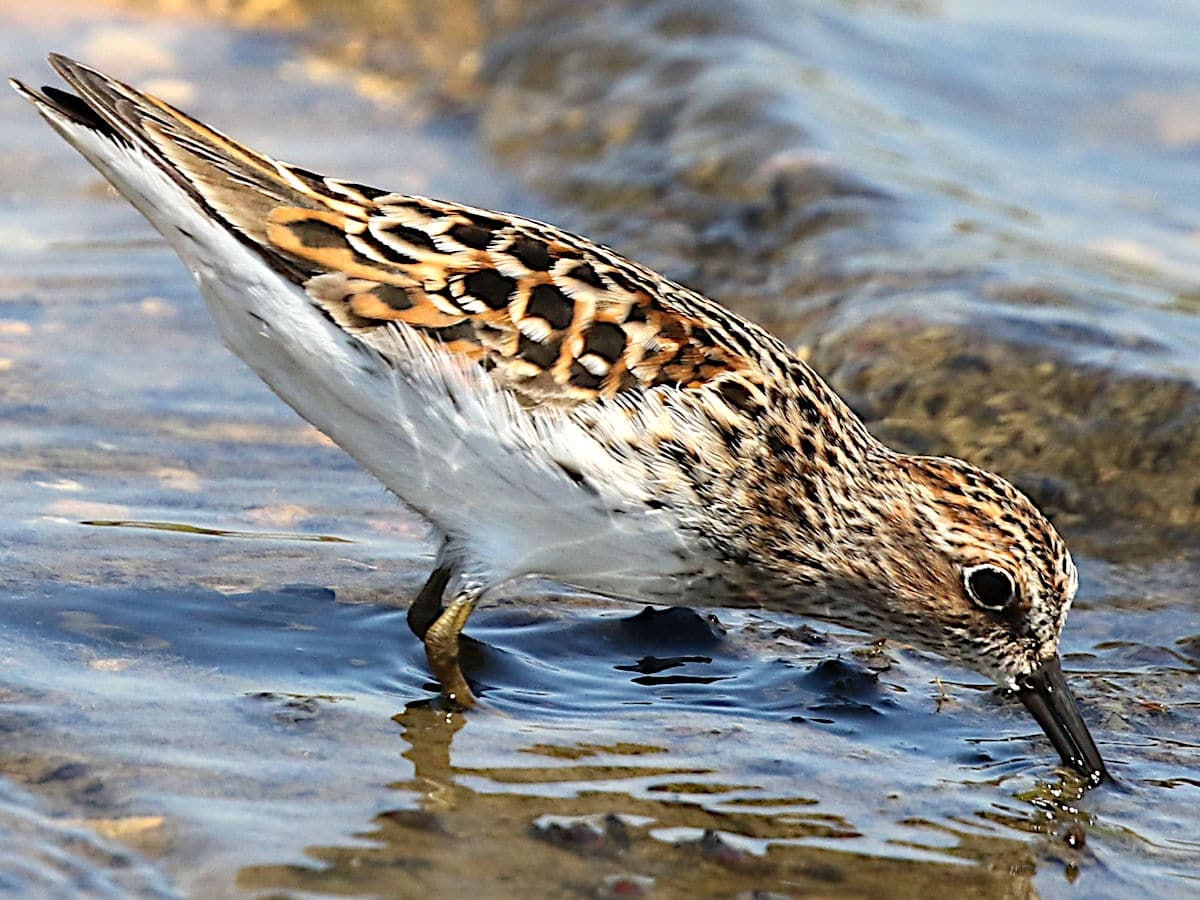 Sandpiper