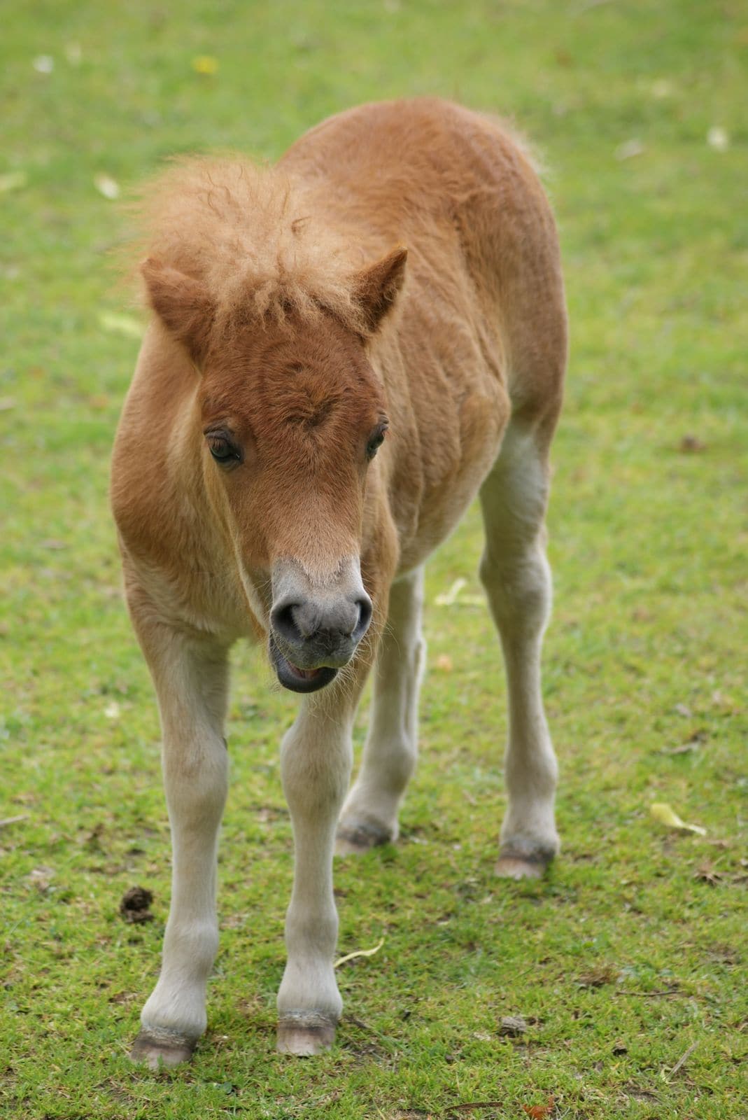 Pony