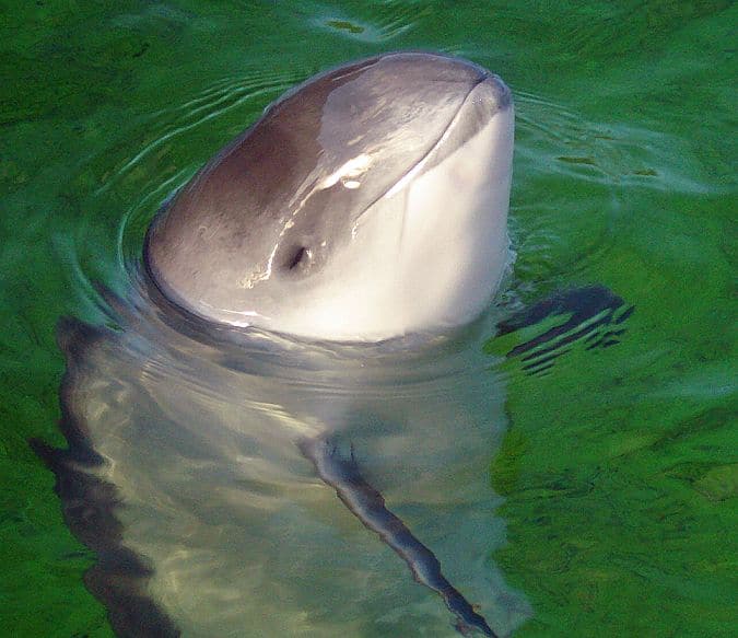 Porpoise