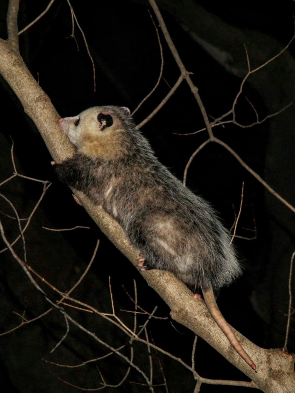 Possum