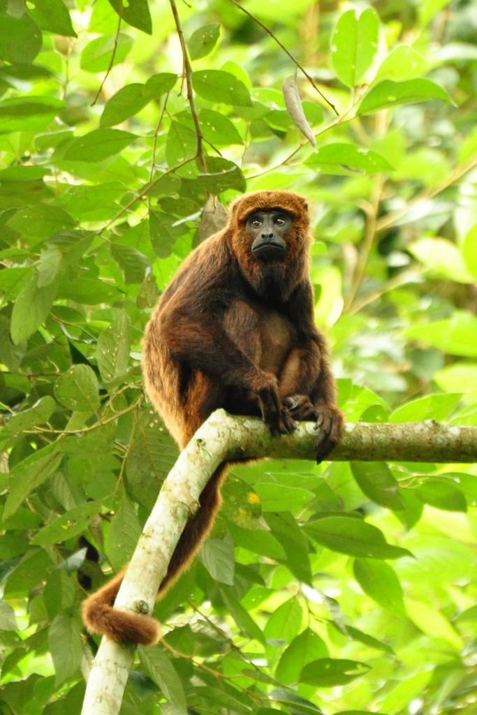 Howler Monkey