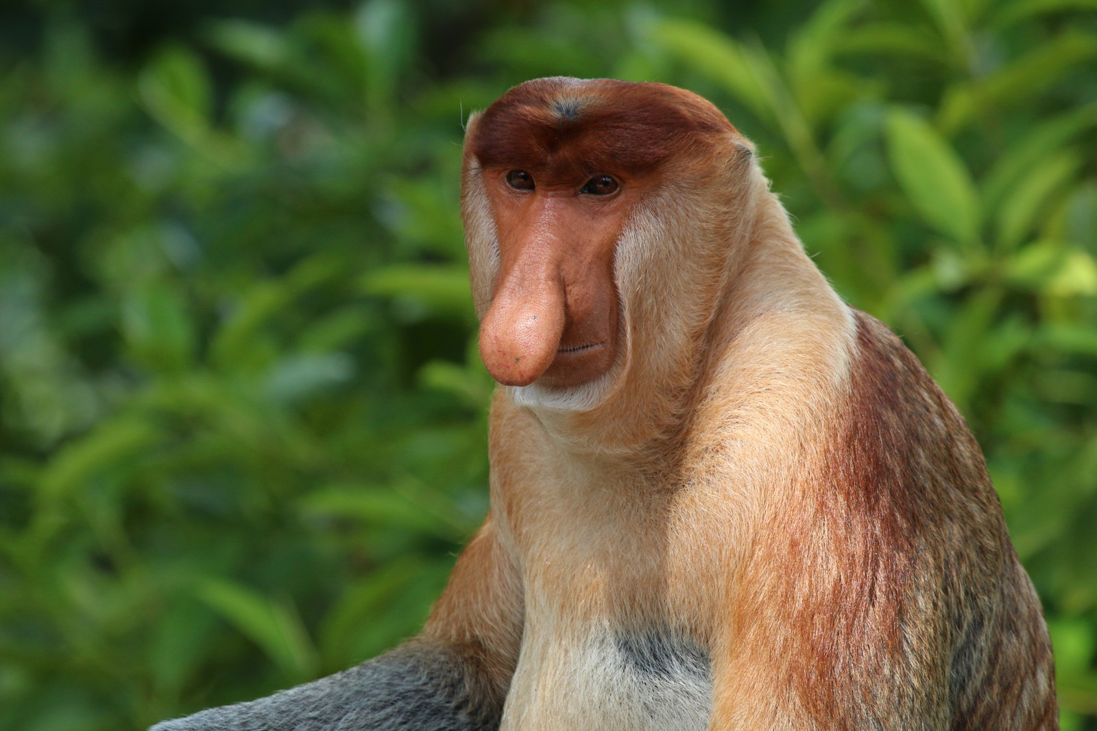 Proboscis Monkey