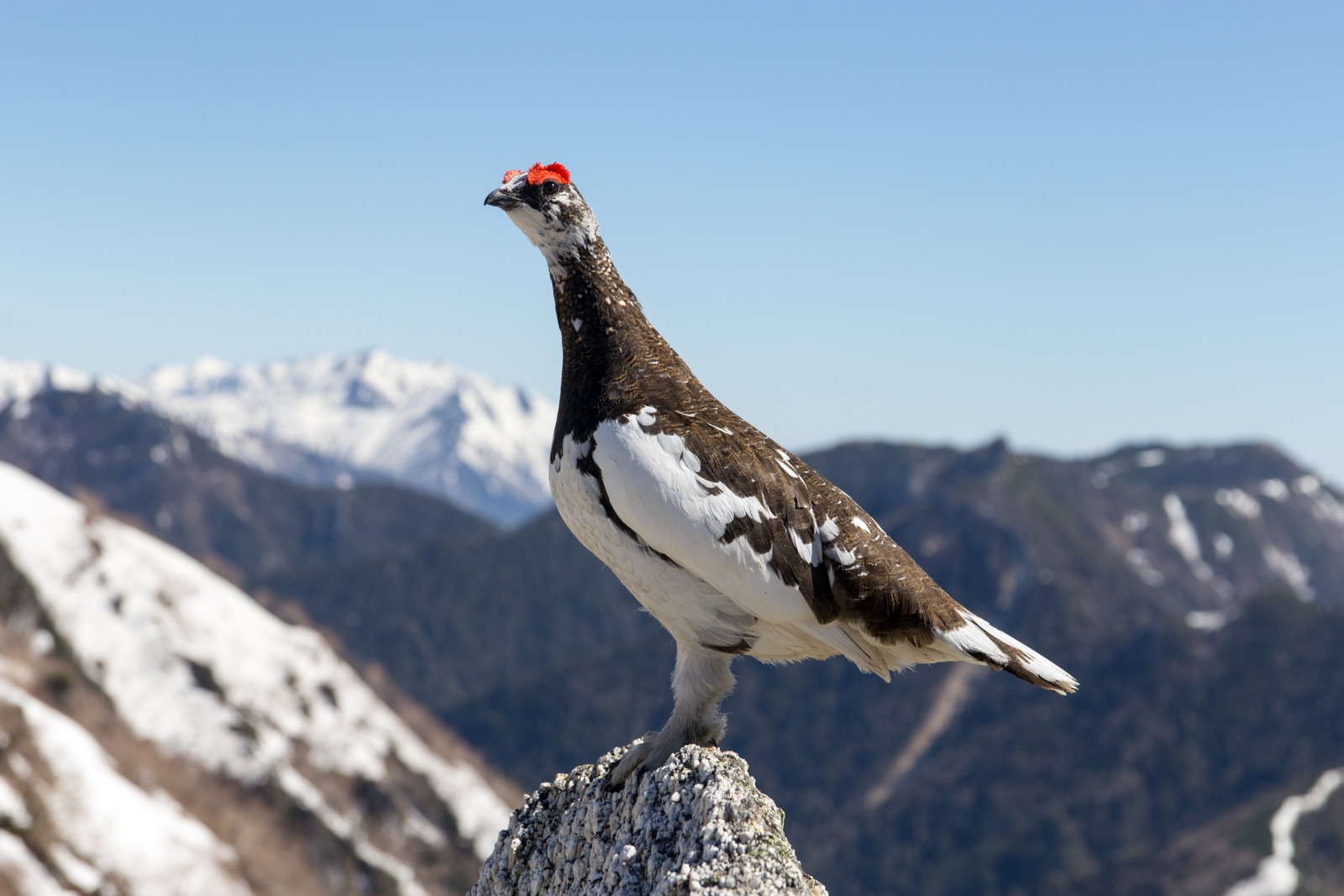 Ptarmigan