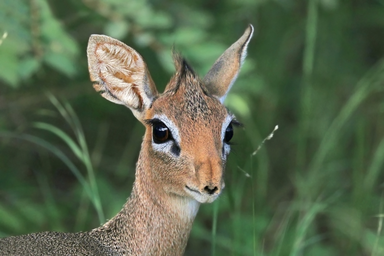 Dik-Dik