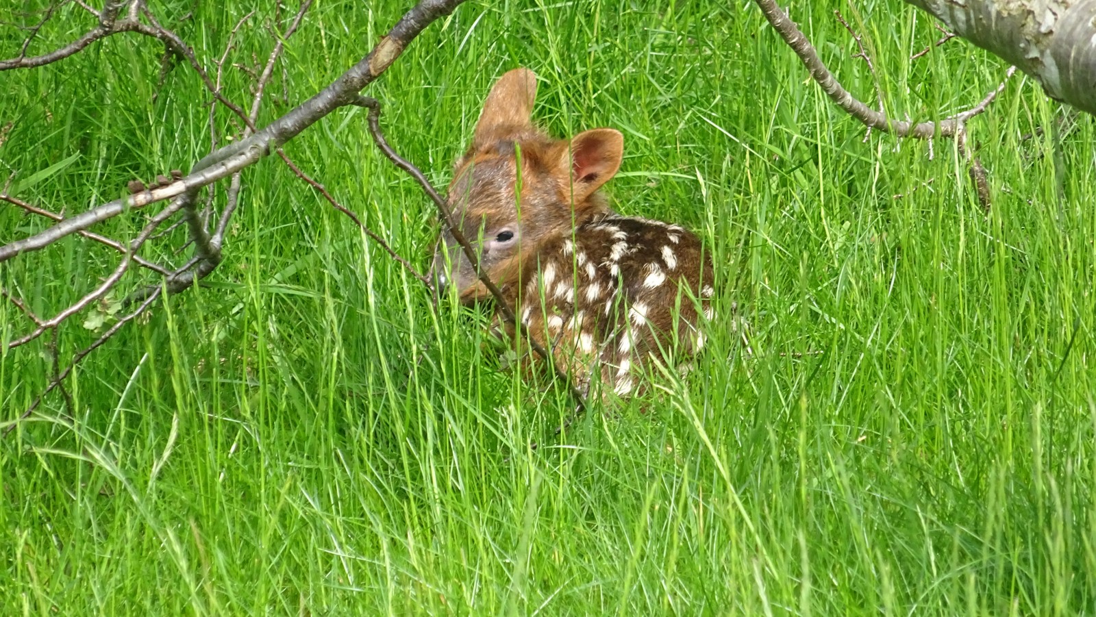 Pudu