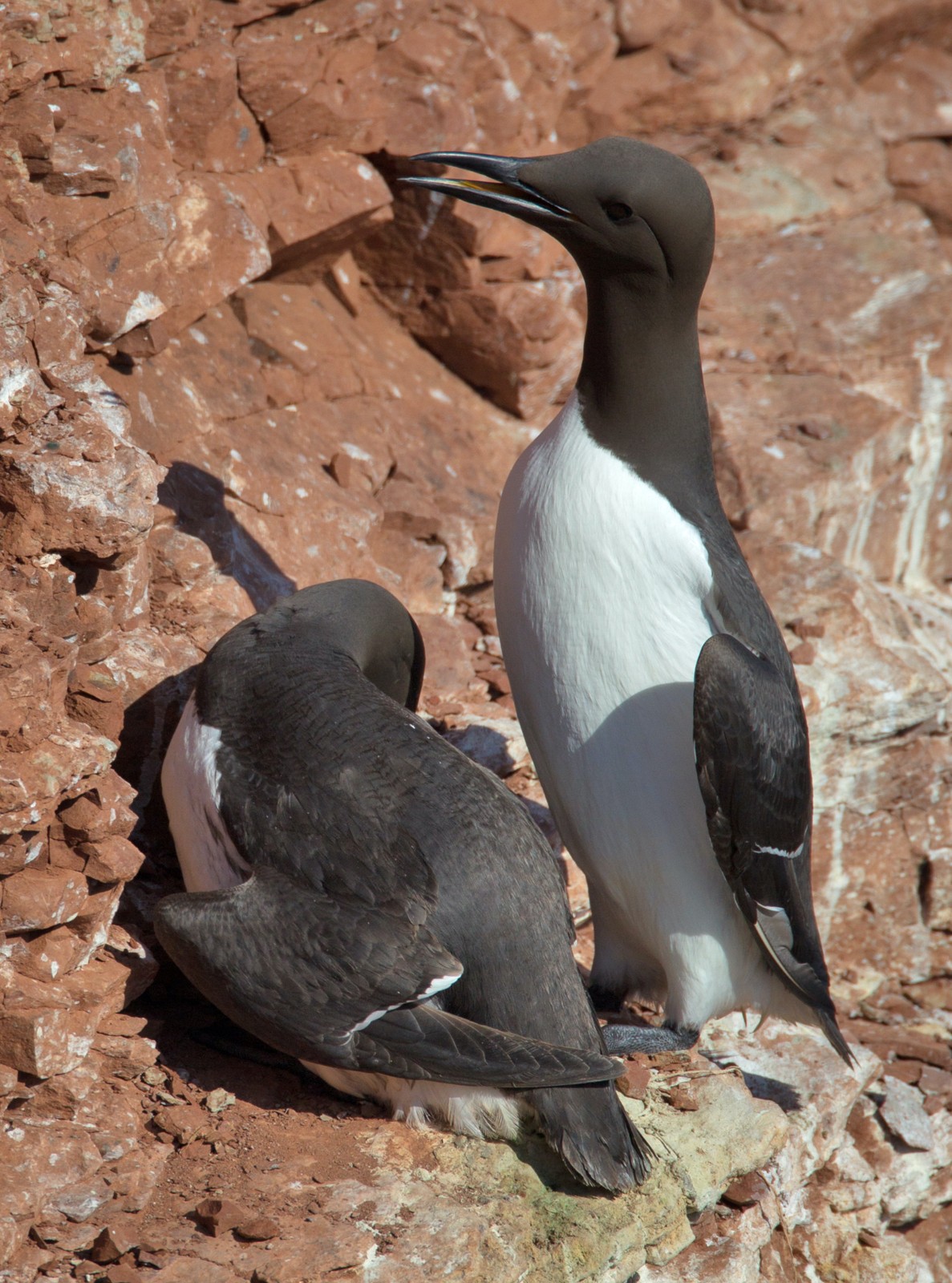Guillemot