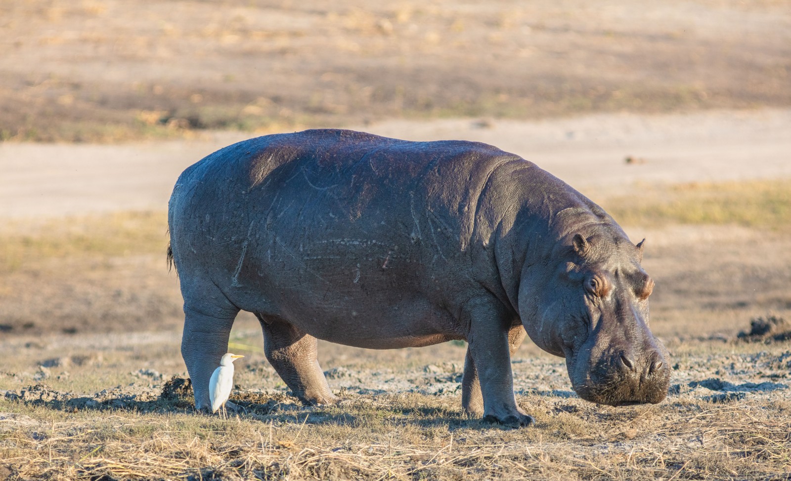 Hippopotamus