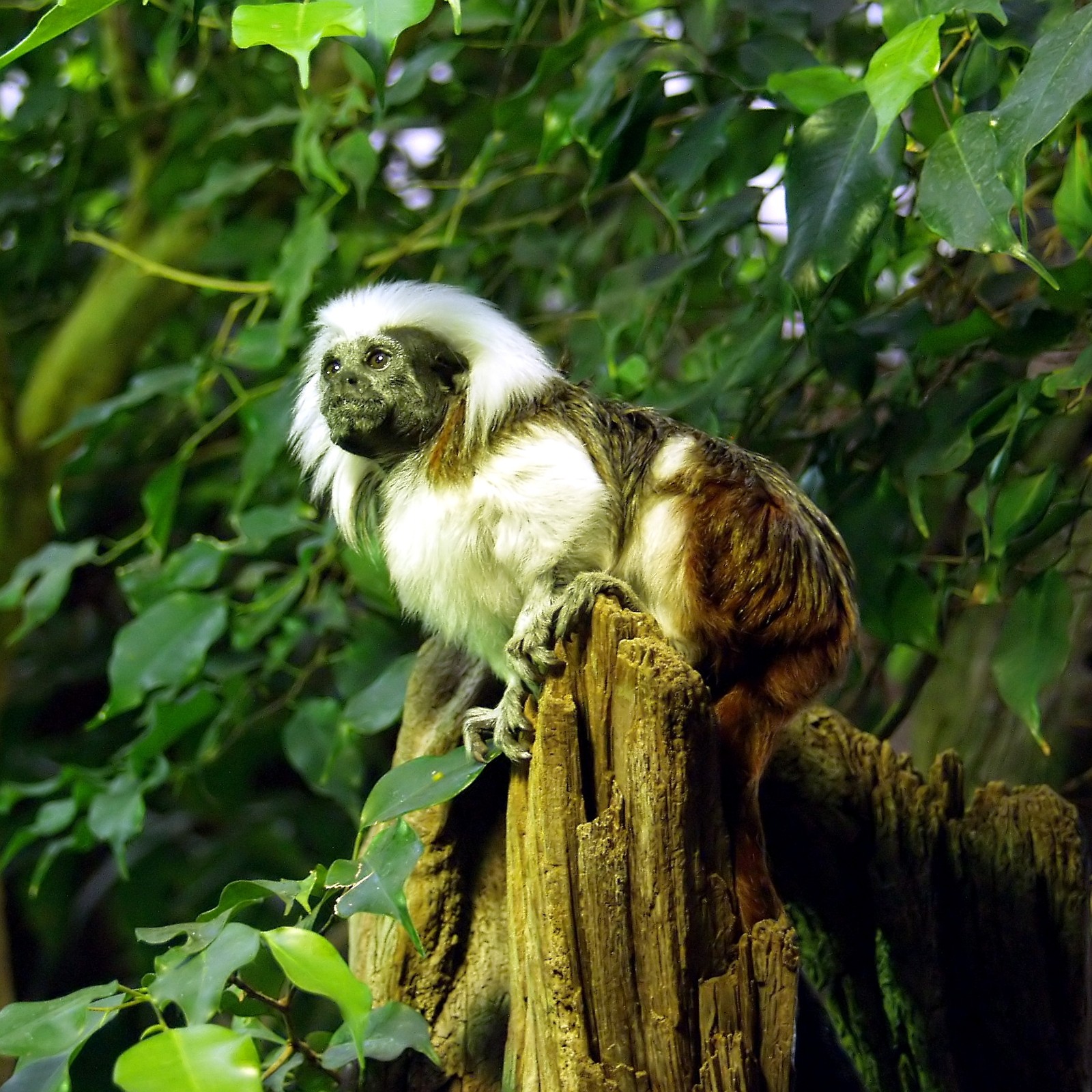 Cotton-Top Tamarin