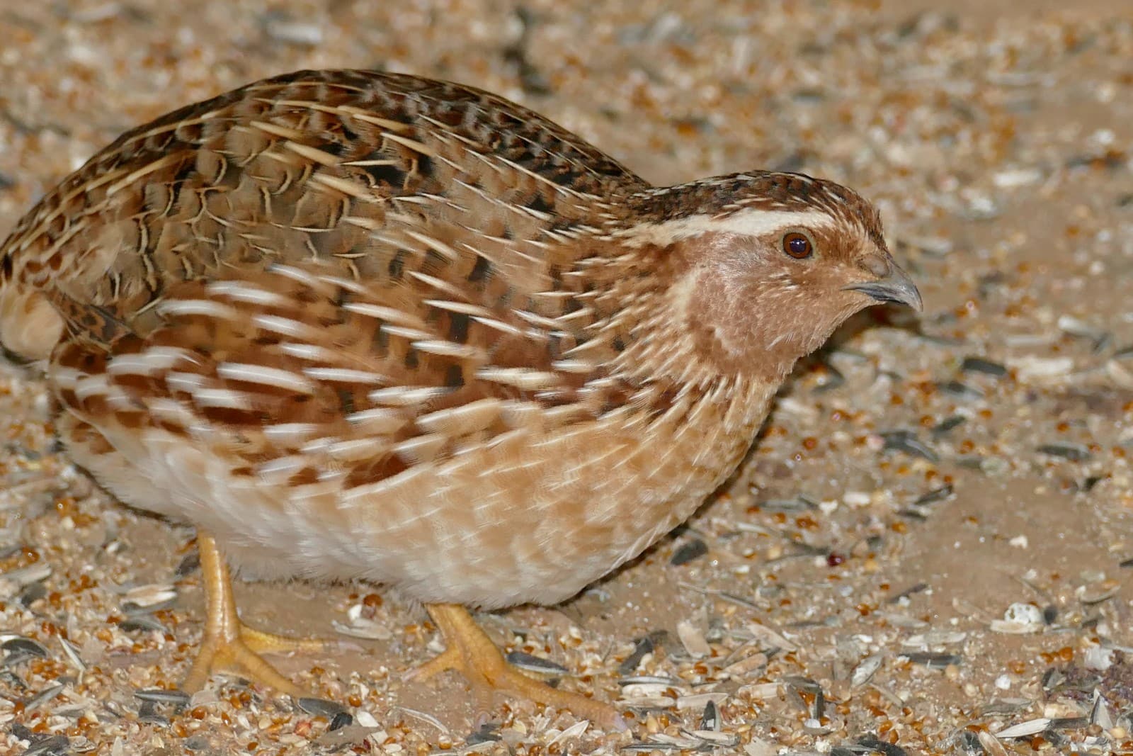 Quail