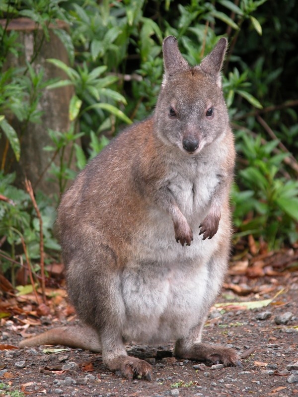 Pademelon