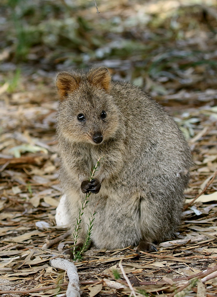 Quokka