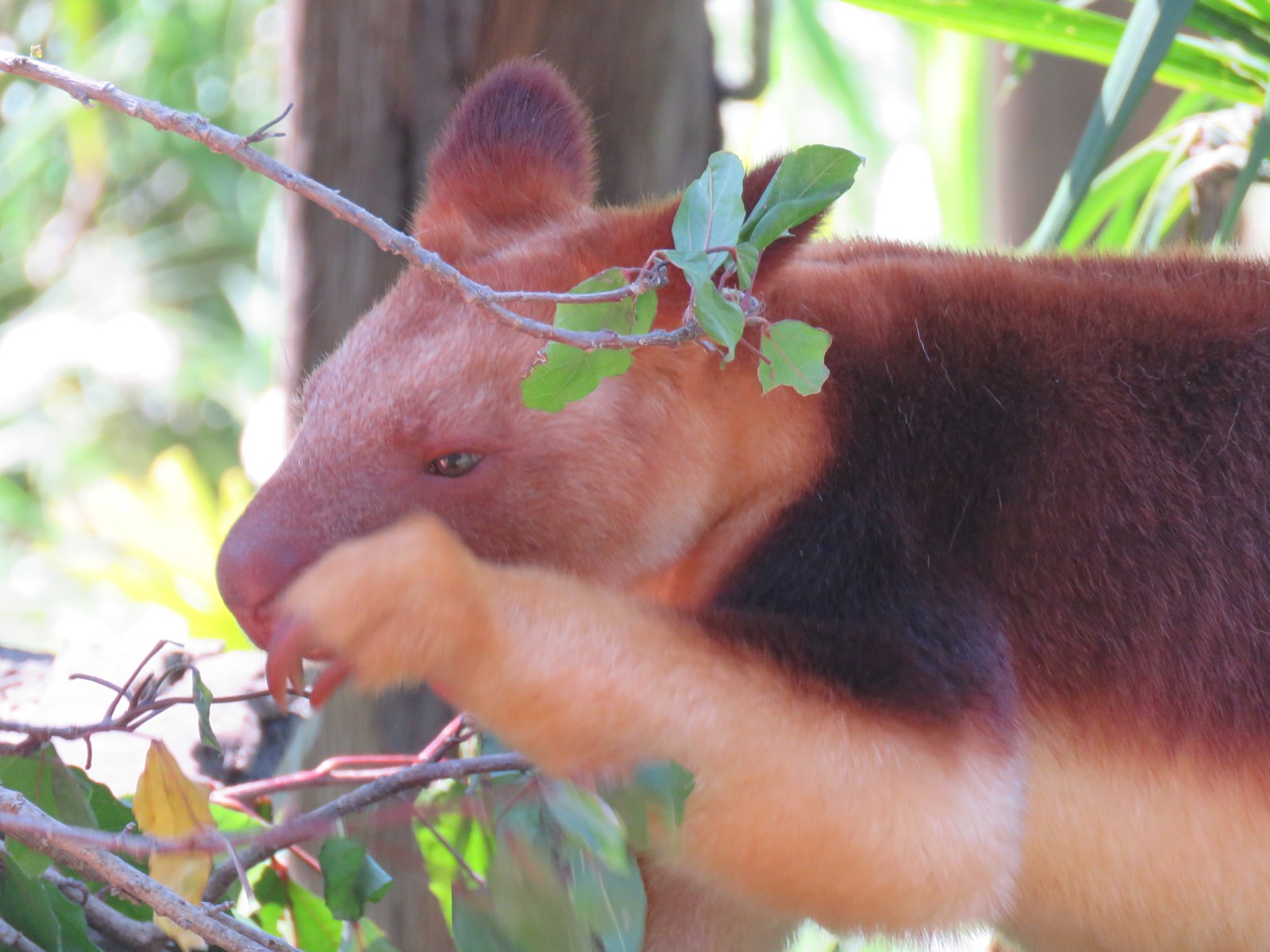 Tree Kangaroo