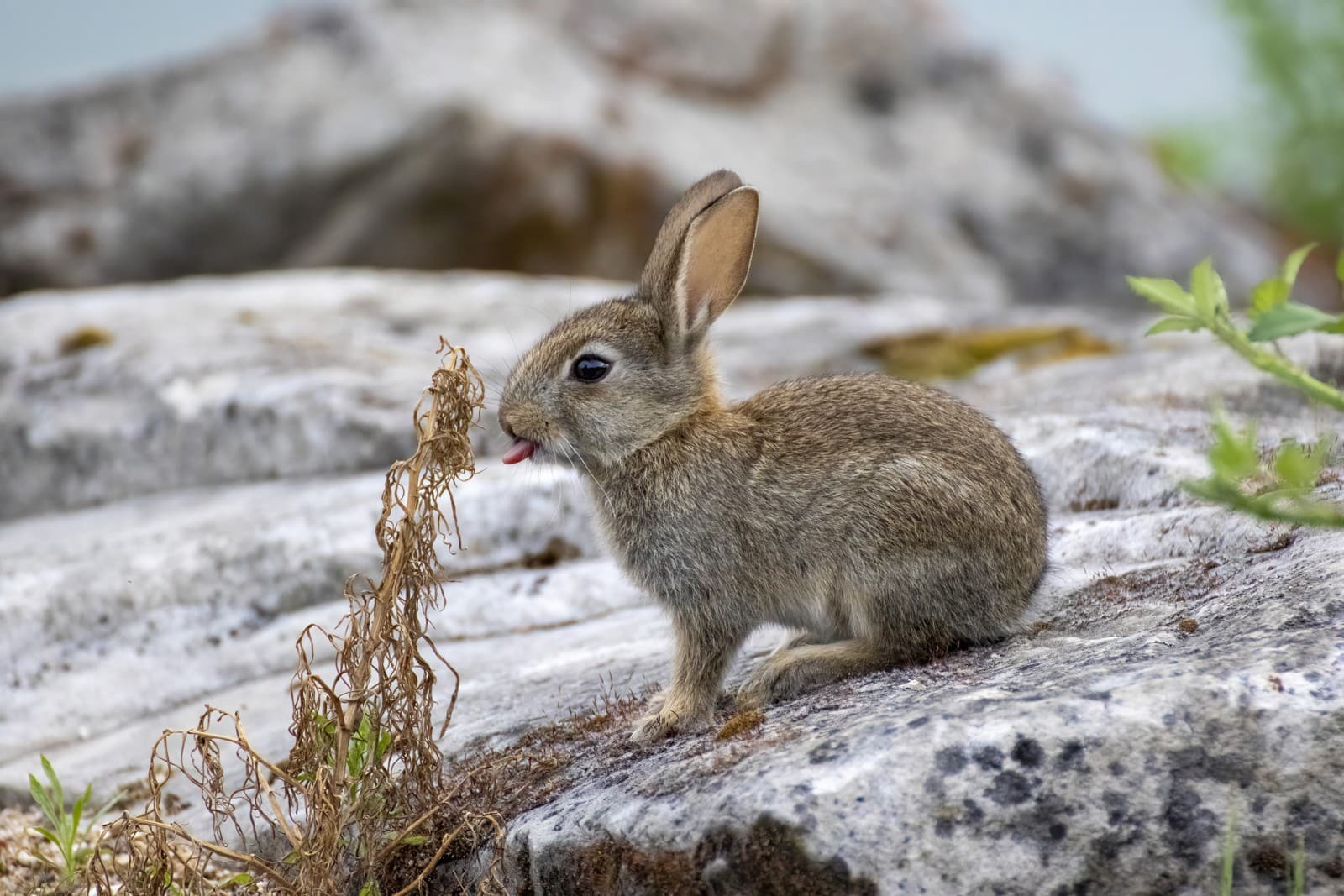 Bunny