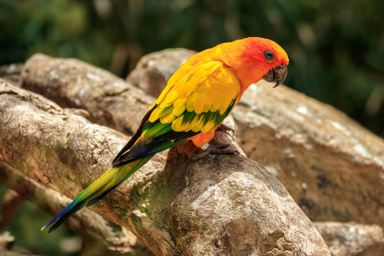 Sun Conure