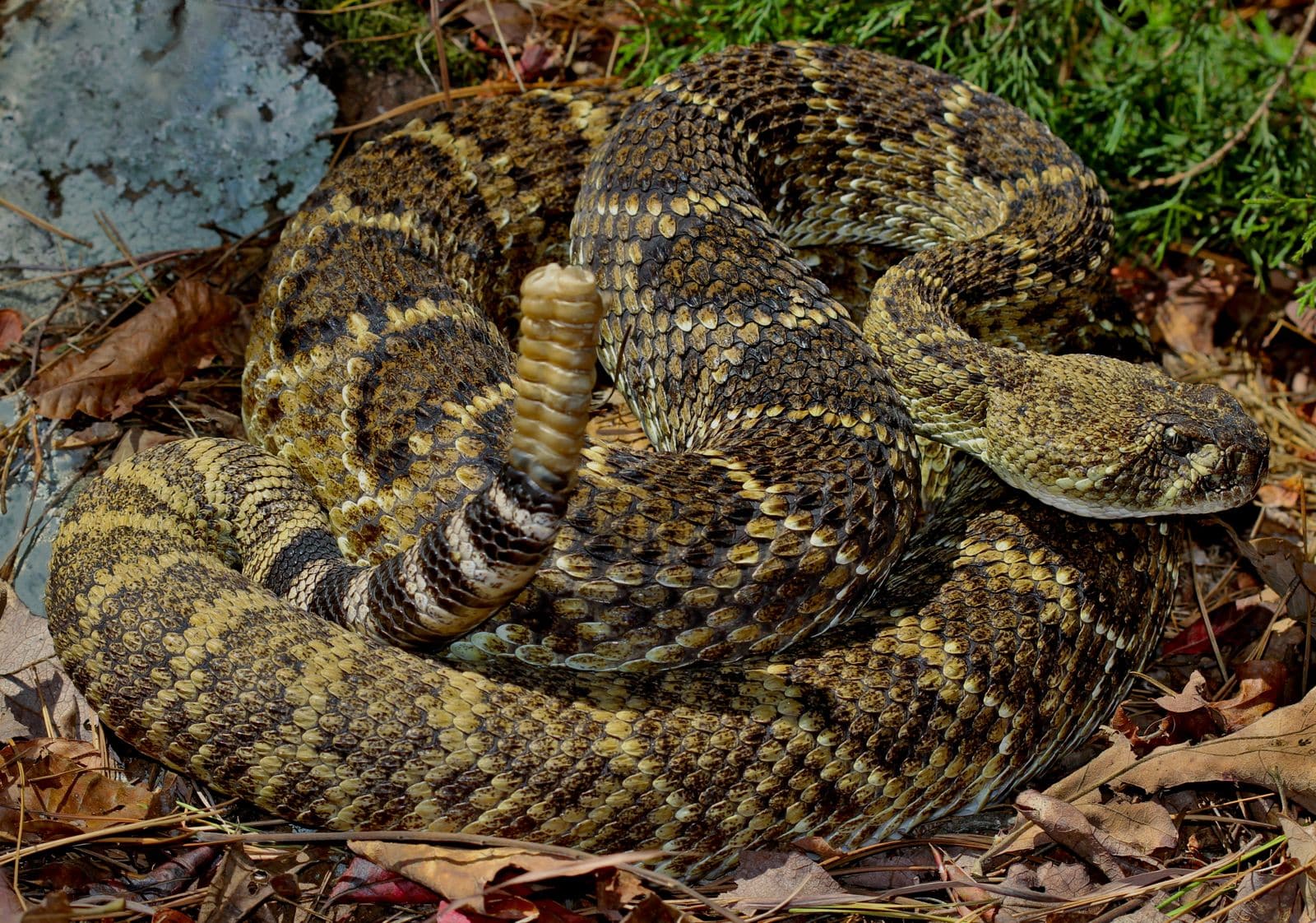 Rattlesnake