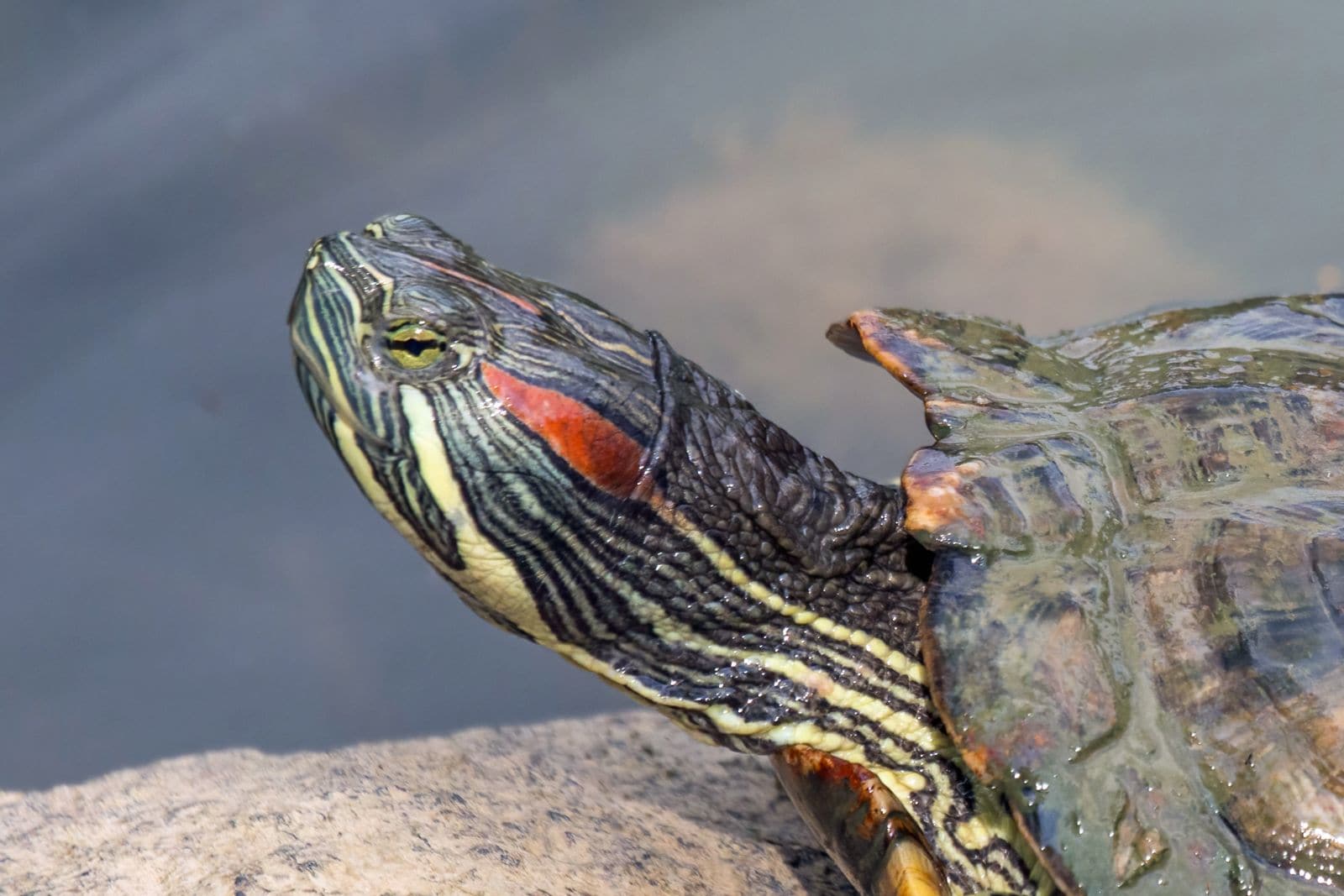 Red-Eared Slider