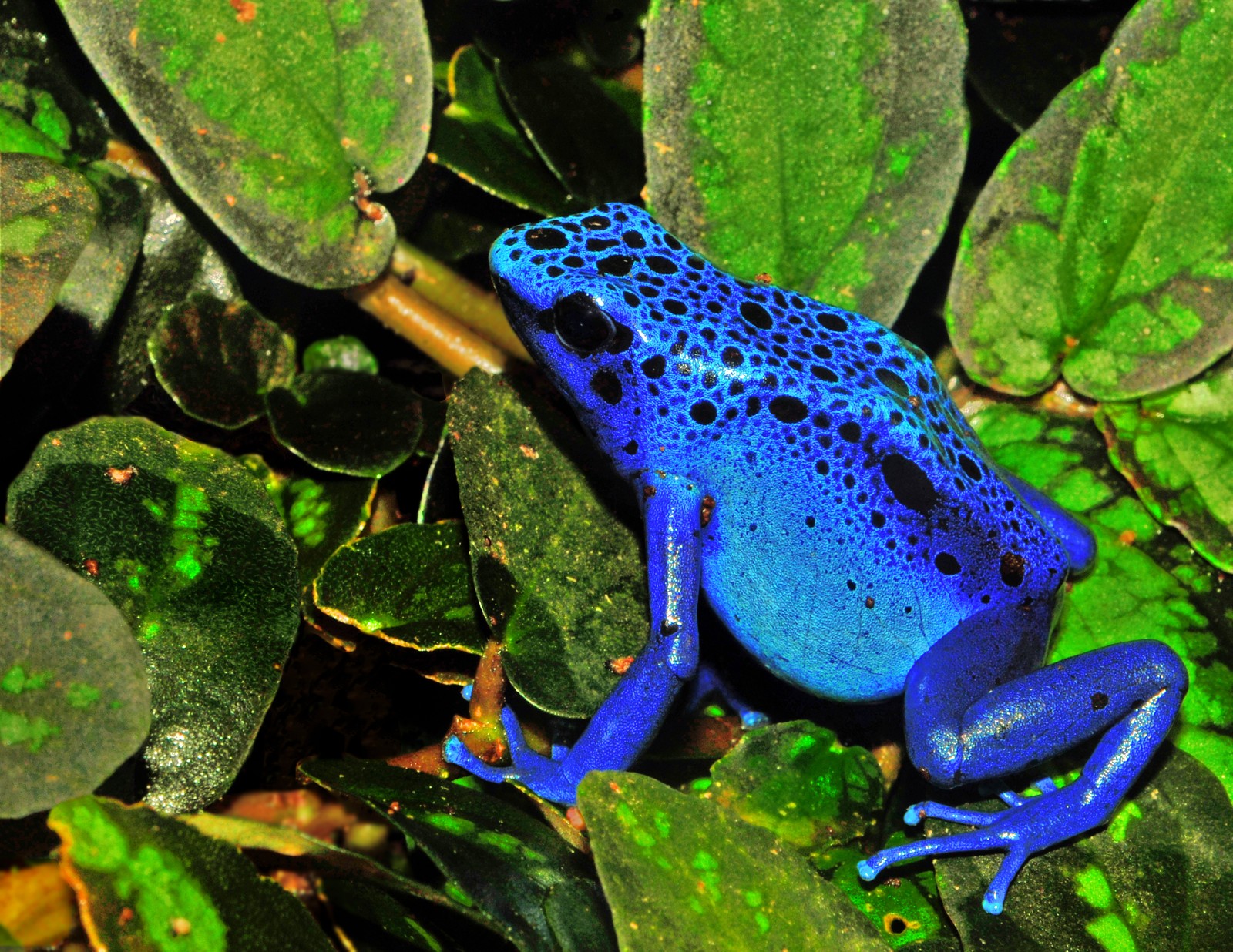 Poison Dart Frog