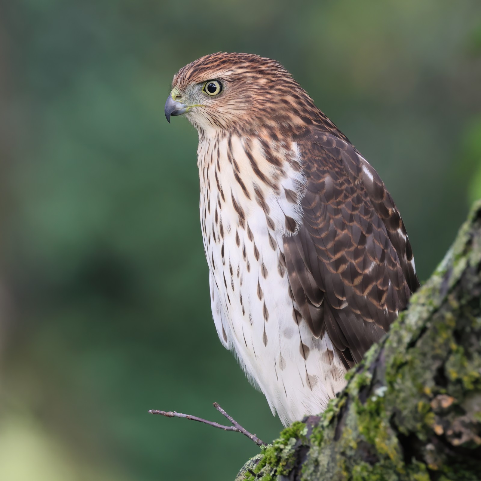 Cooper's Hawk