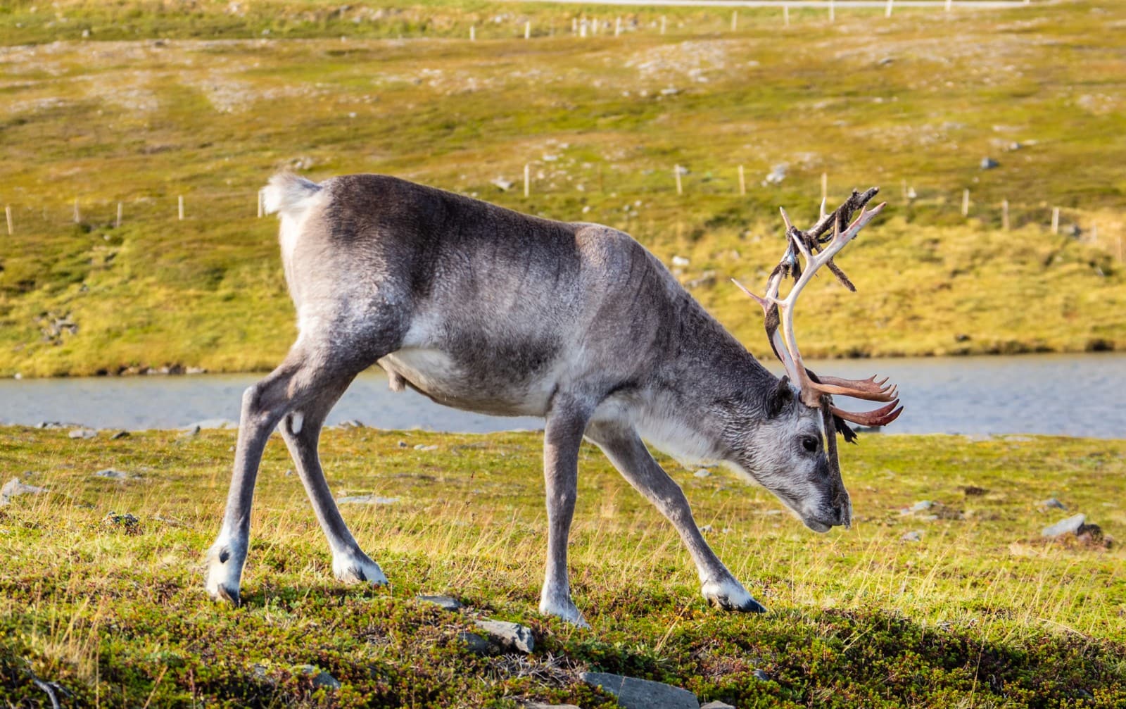 Caribou