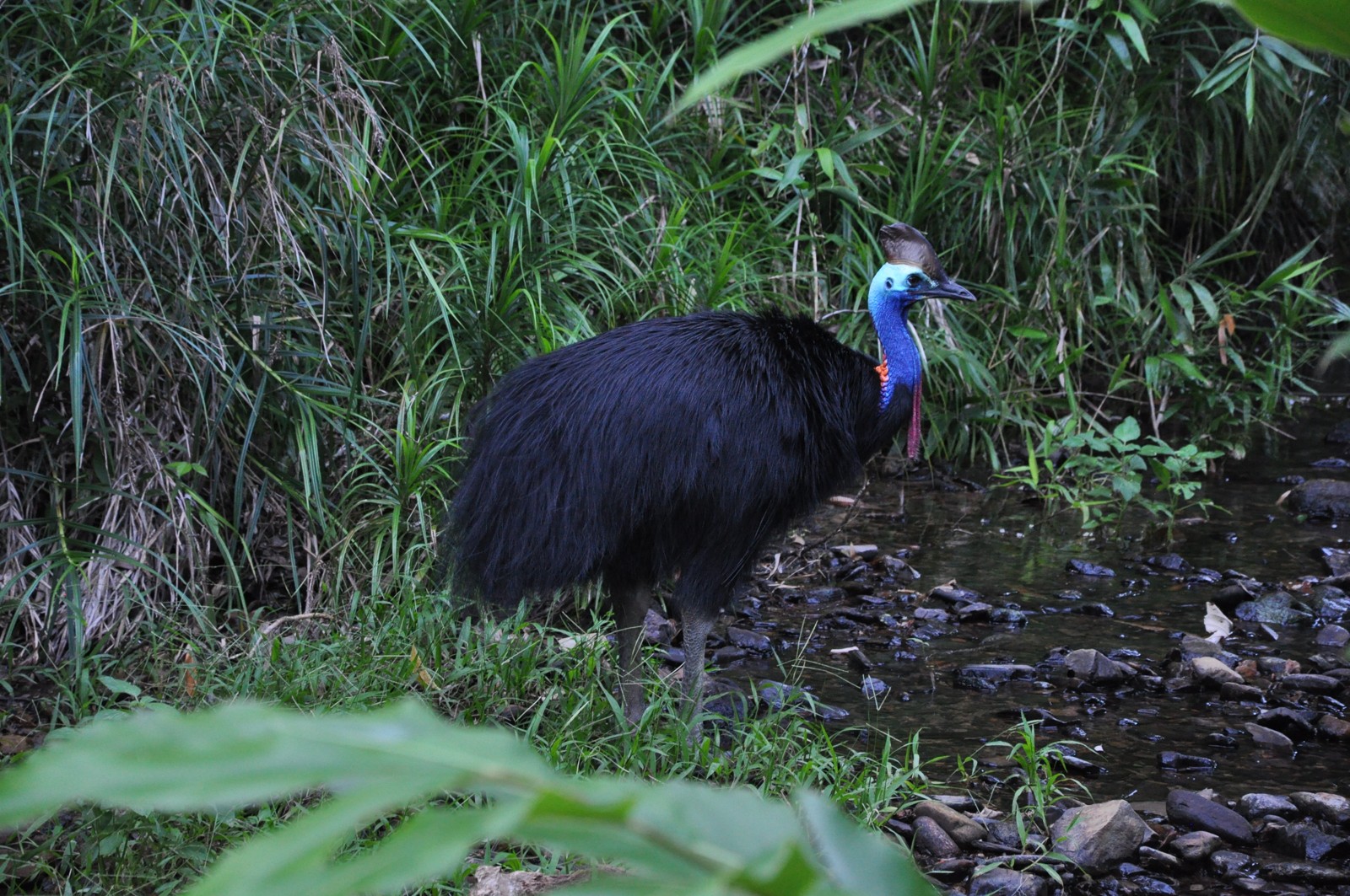 Cassowary